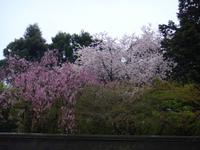 im Ryoanji Tempel