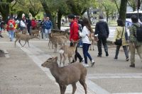 in Nara