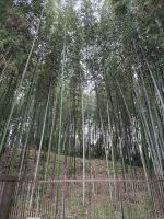 in Nara