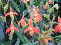 Eric Young Orchideenausstellung