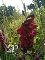 Im Garten von Mr. und Mrs. Binney und Calypso