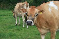 Hübsche Jersey-Kühe