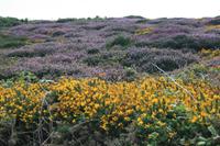 Blühende Heide und Ginster an der Nordküste