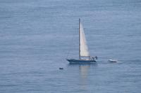 Delfine an der Südküste von Jersey