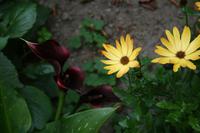 Im Candie Garden Guernsey