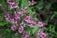 Impression in Guernsey