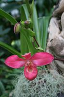 In der Eric Young Orchid Foundation