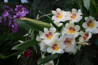 In der Eric Young Orchid Foundation