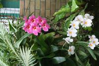 In der Eric Young Orchid Foundation