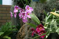 In der Eric Young Orchid Foundation