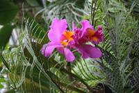 In der Eric Young Orchid Foundation