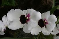 In der Eric Young Orchid Foundation