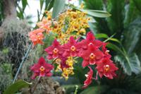 In der Eric Young Orchid Foundation