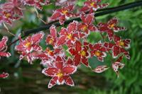 In der Eric Young Orchid Foundation