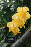 In der Eric Young Orchid Foundation