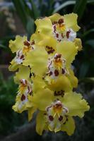 In der Eric Young Orchid Foundation