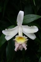 In der Eric Young Orchid Foundation