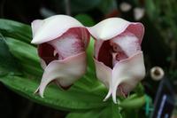 In der Eric Young Orchid Foundation