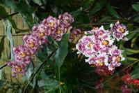 In der Eric Young Orchid Foundation