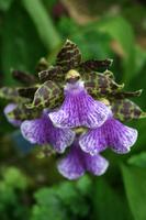 In der Eric Young Orchid Foundation