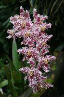 In der Eric Young Orchid Foundation