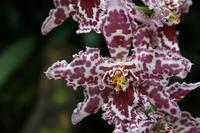 In der Eric Young Orchid Foundation