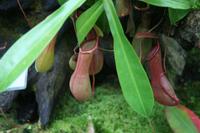 In der Eric Young Orchid Foundation