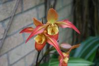 In der Eric Young Orchid Foundation