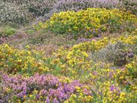Blühende Heide und Ginster