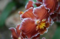 In der Eric Young Orchid Foundation