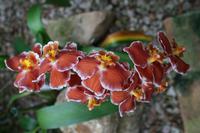 In der Eric Young Orchid Foundation