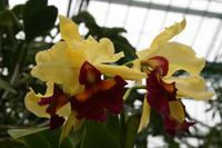 In der Eric Young Orchid Foundation