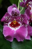 In der Eric Young Orchid Foundation