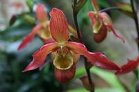 In der Eric Young Orchid Foundation