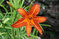 Garten von Lady Guthrie