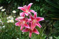 Garten von Lady Guthrie