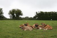 Hübsche Jersey-Kühe