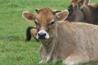 Hübsche Jersey-Kühe