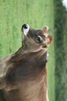 Hübsche Jersey-Kühe