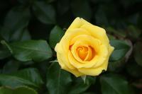 Im Rosengarten des Coronation Park