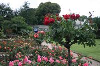 Im Rosengarten des Coronation Park