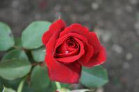 Im Rosengarten des Coronation Park