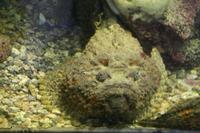 0251 im Aquarium in Aqaba