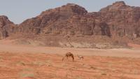 im Wadi Rum
