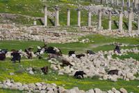 Jerash - Rundgang durch die antike Stadt