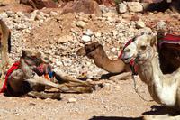 Petra, die Felsenstadt