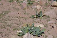 Petra - Wüstentulpe