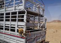 Unterwegs in Jordanien