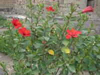 Festung Quasr al-Azraq