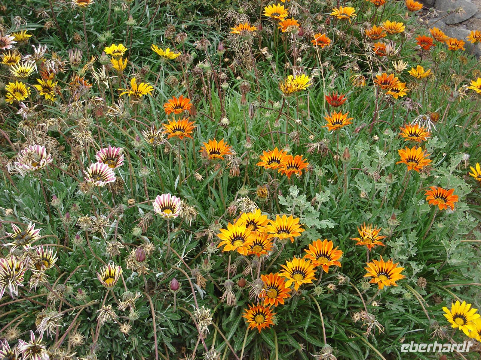 Festung Quasr al-Azraq